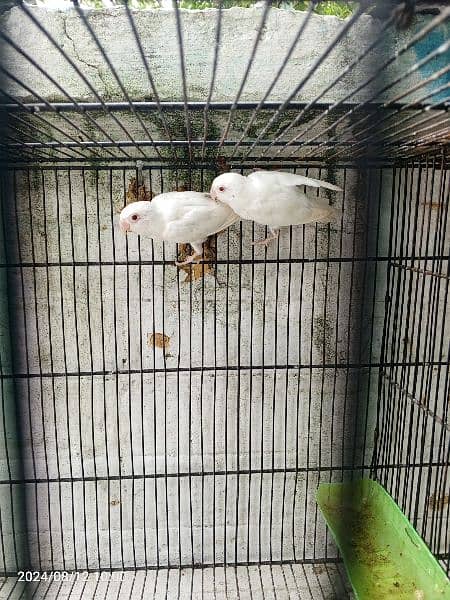 albino red eye ready to breed pair 0