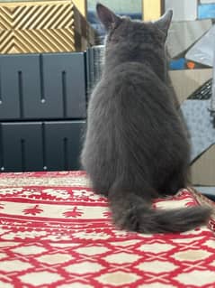 persian grey kitten age 70 days for sale