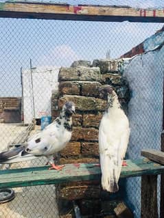 kabootar/pigeons/Whatsapp