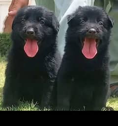 black German Shepherd double coat headache 2 month for sale