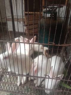 white Rabits