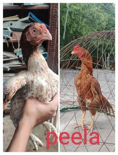 Heera or old blood line Aseel eggs or chicks available