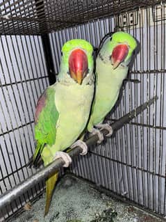 2 Male Parrot Alexandrite Raw Adult Male  Parrots Kashmiri