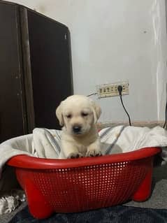 Labrador  puppy