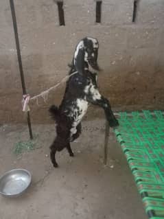 female goat 4 mounth +age