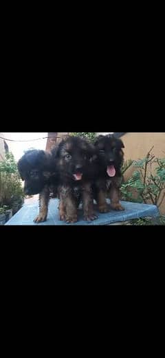 long coat german shehpherd puppies