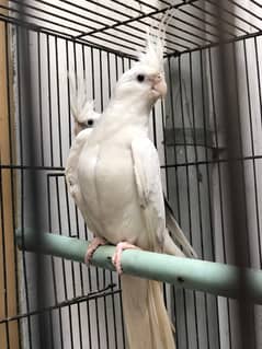 Cockatiel