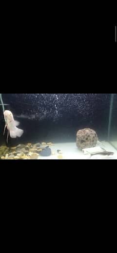 Albino Gaint Gaurami Single piece Naja Shark Pair Healthy and Active