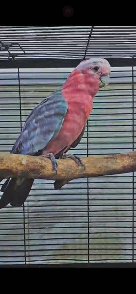 galah cockatoo breeder female 0