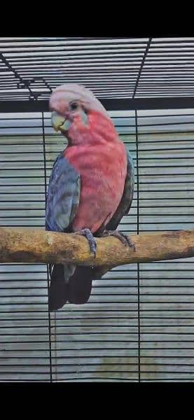 galah cockatoo breeder female 1