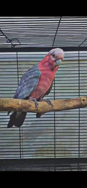 galah cockatoo breeder female 2