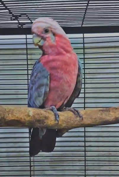 galah cockatoo breeder female 3