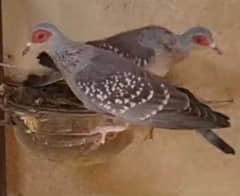 Speckled  Dove  Pairs     سپیکلڈ  ڈوو  جوڑے