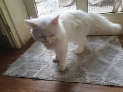 PERSIAN CAT 0