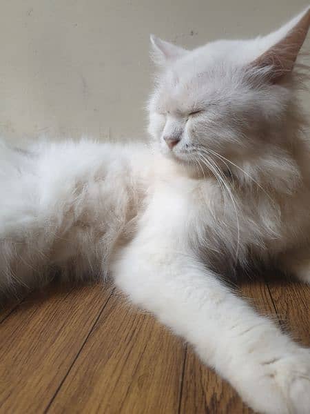 PERSIAN CAT 5