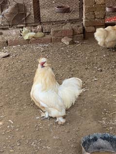 silkie Hens for sale