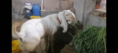 Rajan Puri Gulabi Male Available For crossing