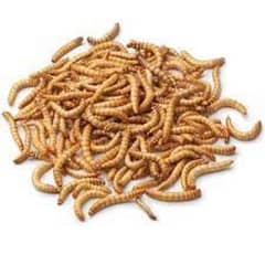 Mealworms live