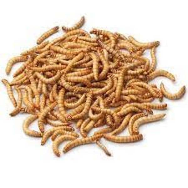 Mealworms live 0