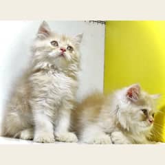 Triple coated Fawn persian kittens for sale