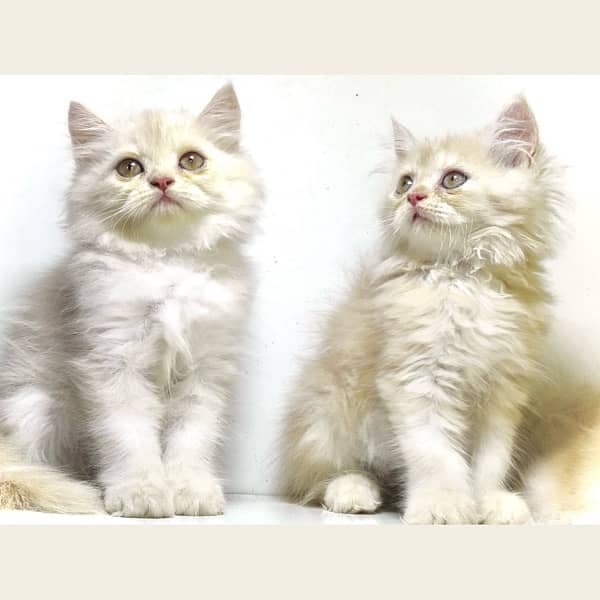 Triple coated Fawn persian kittens for sale 1