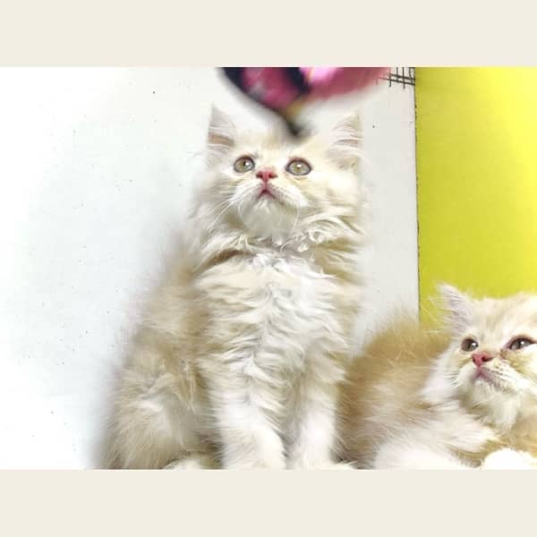 Triple coated Fawn persian kittens for sale 2