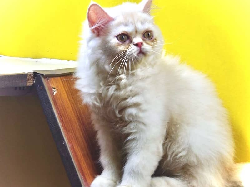 Triple coated Fawn persian kittens for sale 3