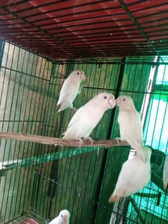 albino parblue love birds