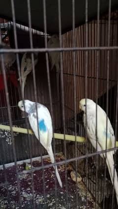 budgies pair white,blue, and mix color pairs are available 0