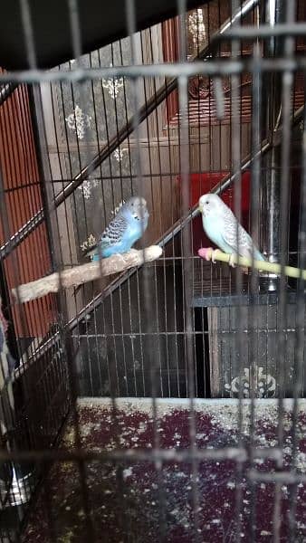 budgies pair white,blue, and mix color pairs are available 1