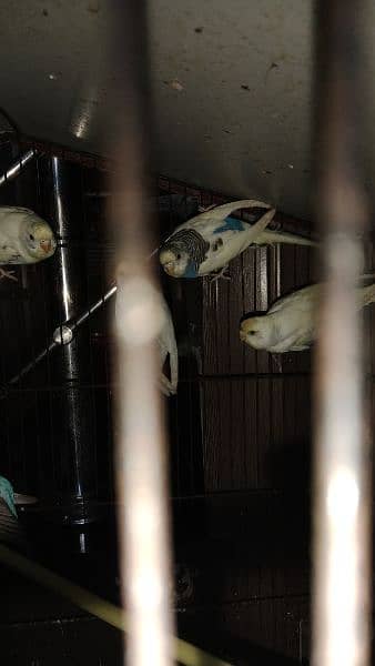 budgies pair white,blue, and mix color pairs are available 2