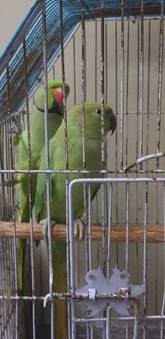 green parrot pair 0