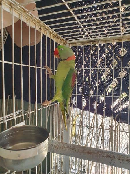 Male Raw Parrot 2