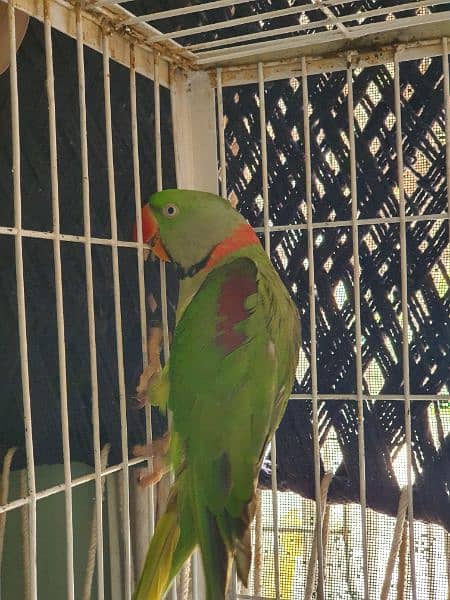 Male Raw Parrot 3