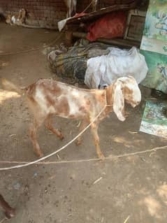 female goat for sale