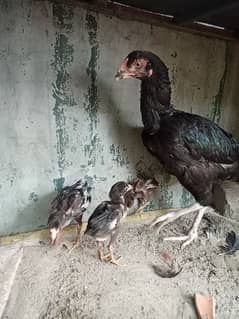 Thai Aseel pair with 3 chicks.