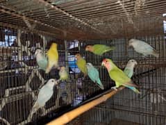 Rosicolli Opline lovebird pair available