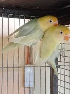 parblue pale fellow pair for sell 0