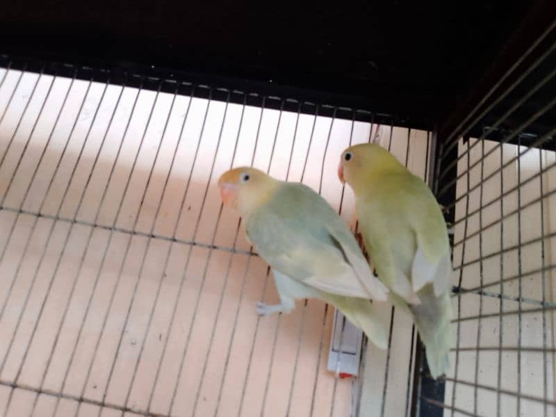 parblue pale fellow pair for sell 4