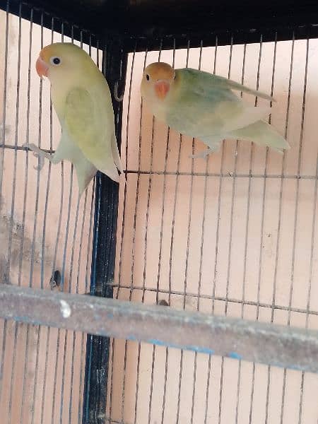 parblue pale fellow pair for sell 6