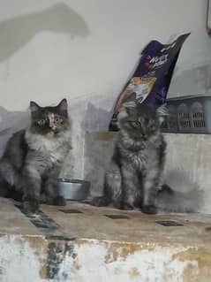 4 months kittens