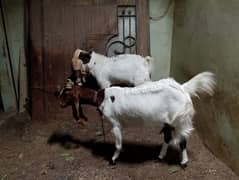 Goats Pair For Sale I Bakra Bakri Ki Jodi