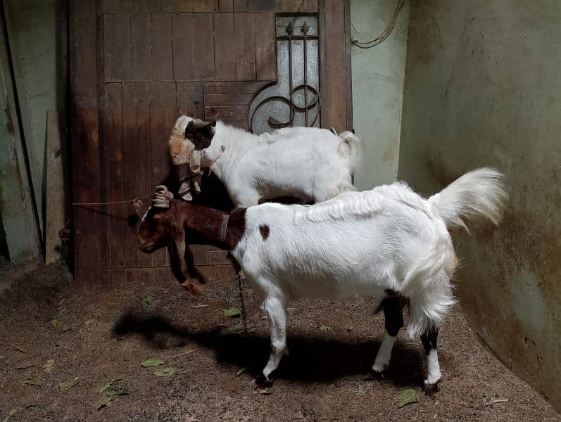 Goats Pair For Sale I Bakra Bakri Ki Jodi 0