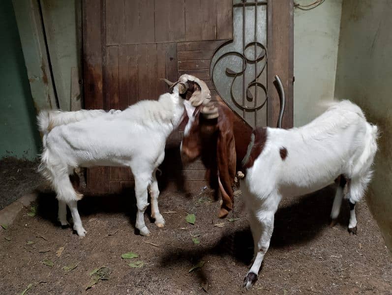 Goats Pair For Sale I Bakra Bakri Ki Jodi 1