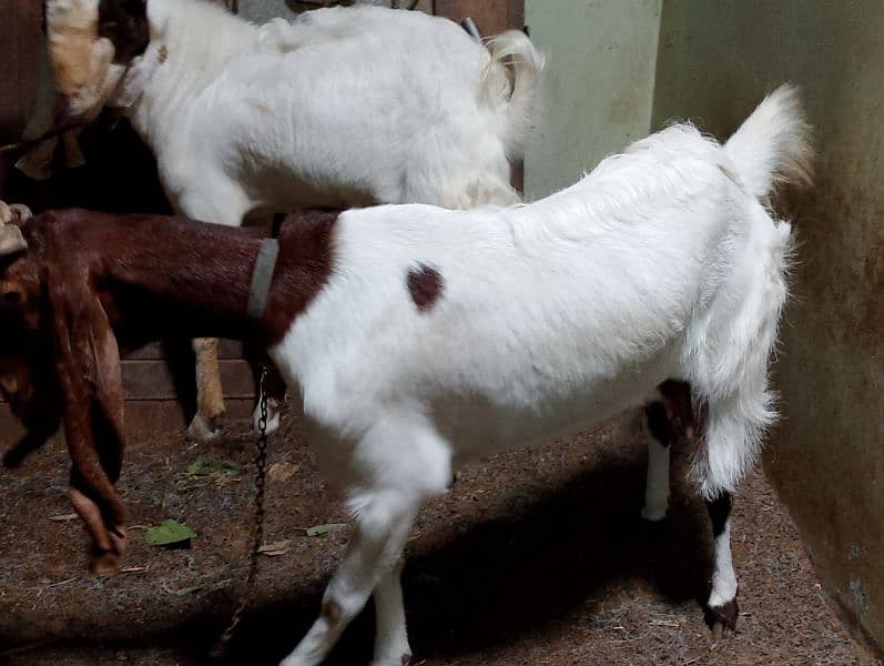 Goats Pair For Sale I Bakra Bakri Ki Jodi 3