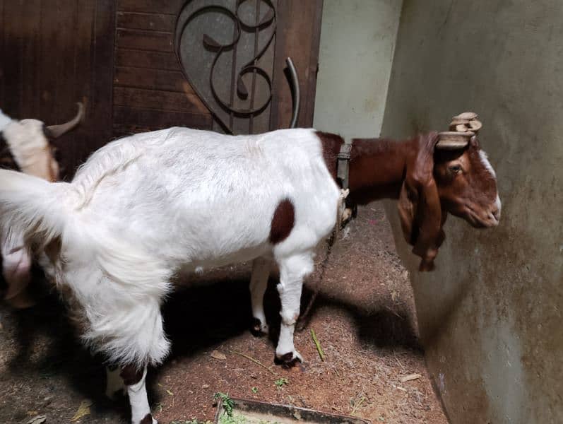 Goats Pair For Sale I Bakra Bakri Ki Jodi 5