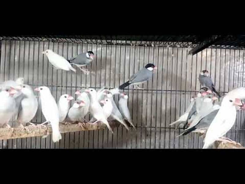 Java Finch Ready to Breed and Breeder 2