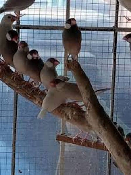 Java Finch Ready to Breed and Breeder 4