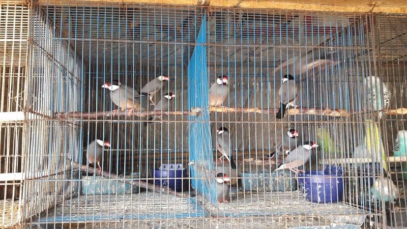 Java Finch Ready to Breed and Breeder 5