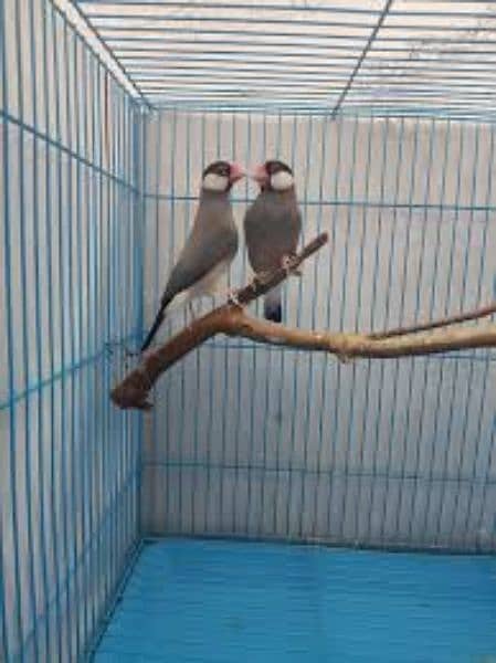 Java Finch Ready to Breed and Breeder 6